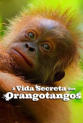 A Vida Secreta dos Orangotangos Download